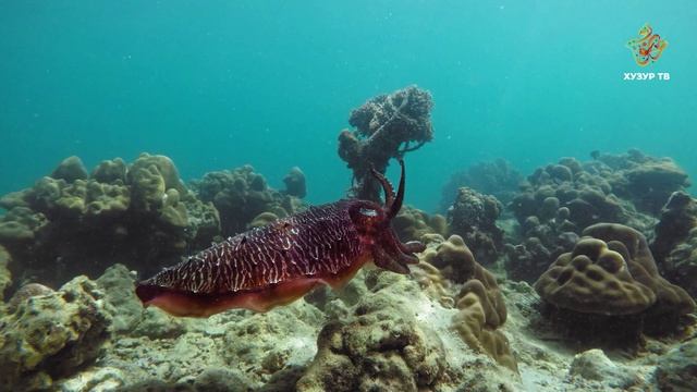 Они — «хамелеоны моря» | Чудеса сотворения. Подводный мир