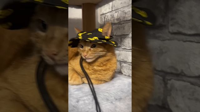 Приколы с котом и собаками весна 2026