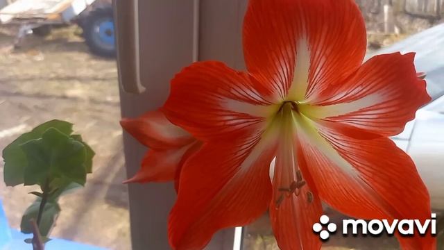 кот поймал мышек и положил их прямо на кресло А сам рядом с ними лежит довольный