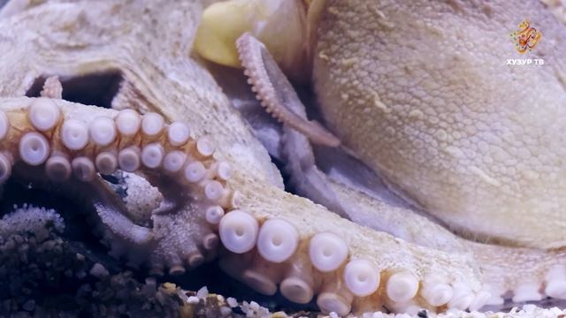 У осьминога три сердца? | Чудеса сотворения. Подводный мир