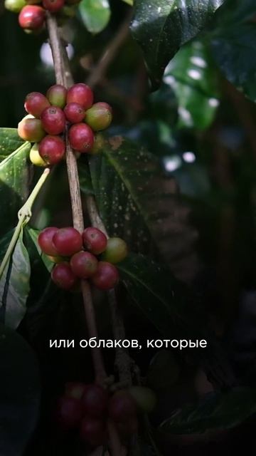 Все про кофе в Йемене #tastycoffee