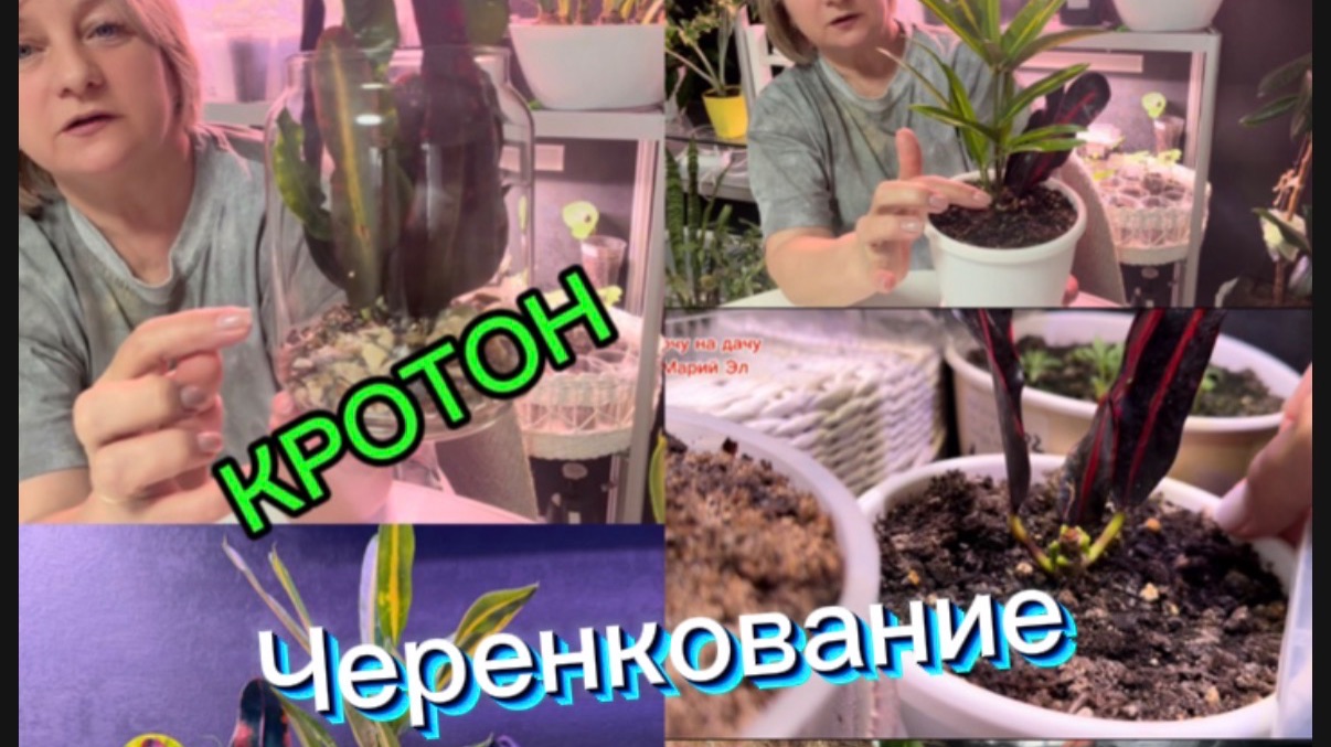 КРОТОН. Черенкование от А до Я