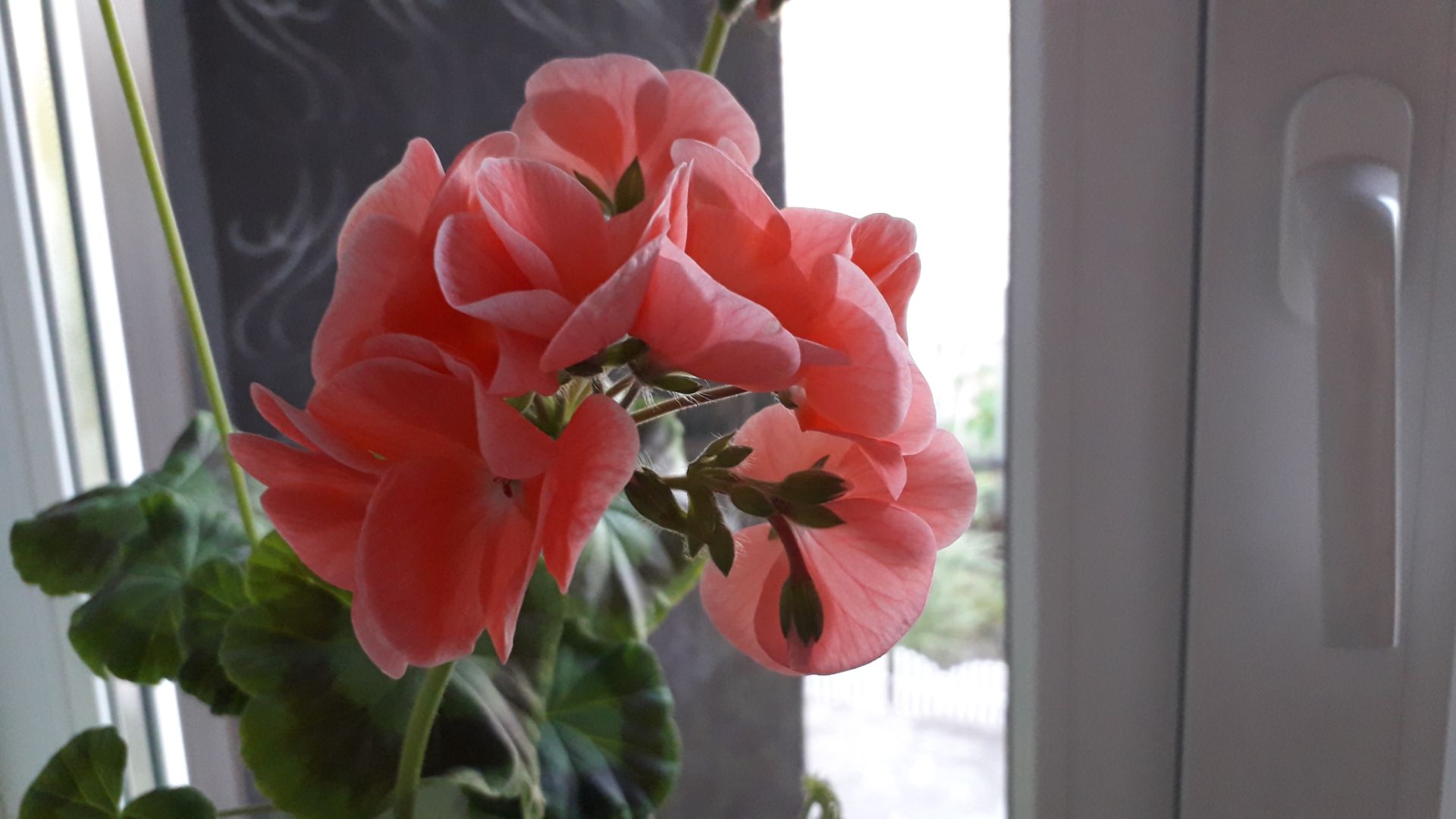 ВЕСНА НА ПОДОКОННИКЕ