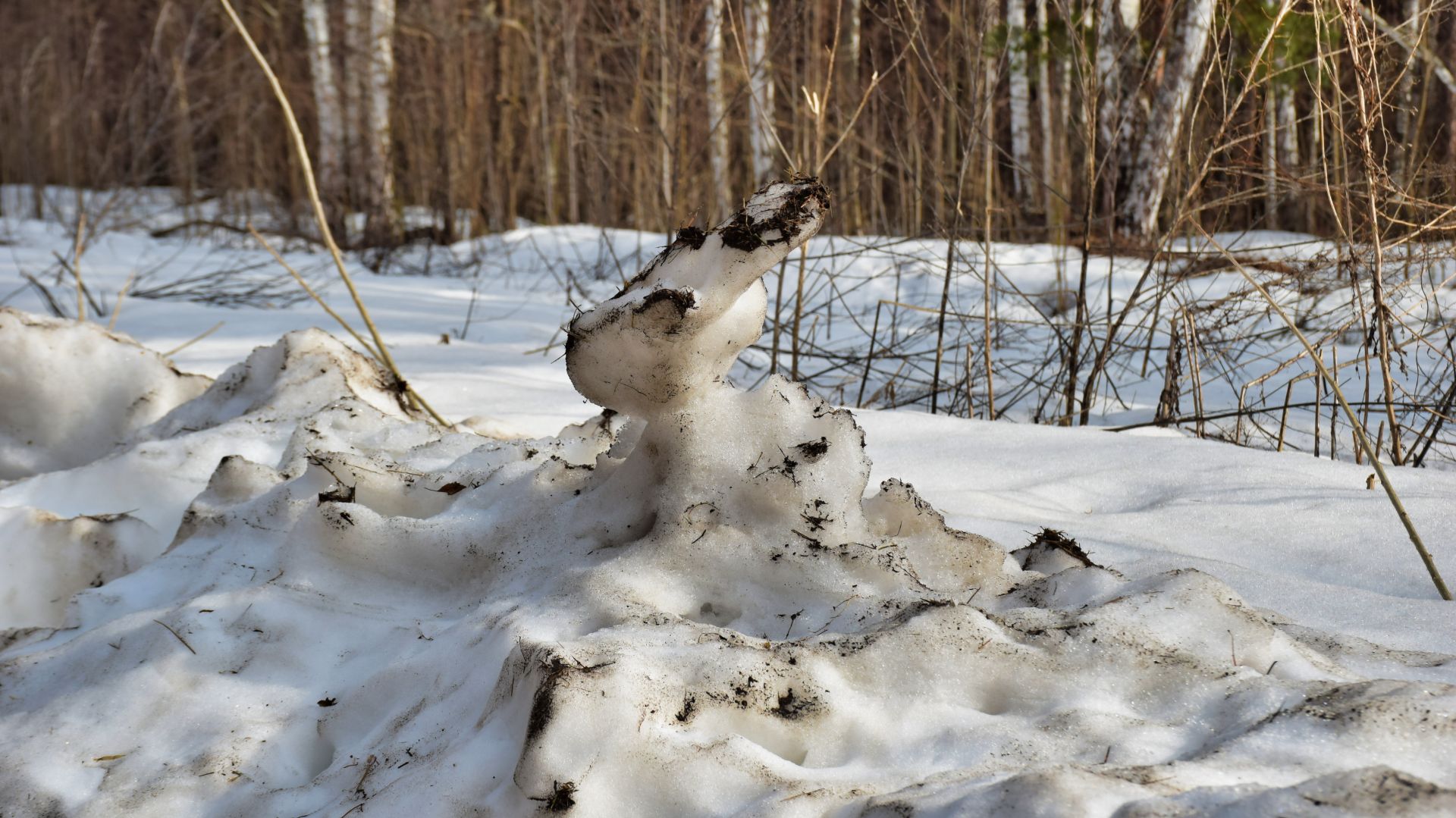 Весна-лес-Кама апрель 2026