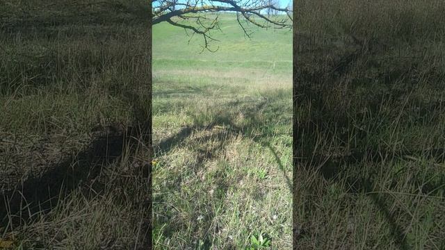 Меня поймало МВД в посадке