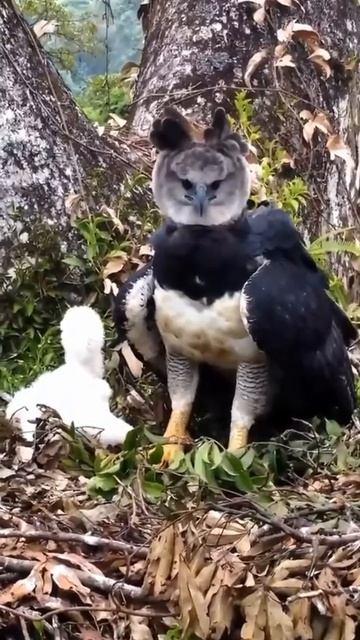 Вот это птица