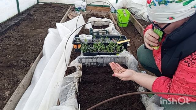 //189// Посеяла капусту,вынесла в теплицу виолу.