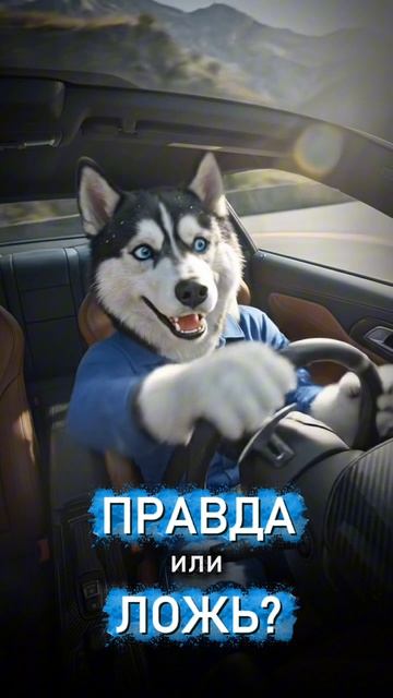 Правда или ложь? 🤔