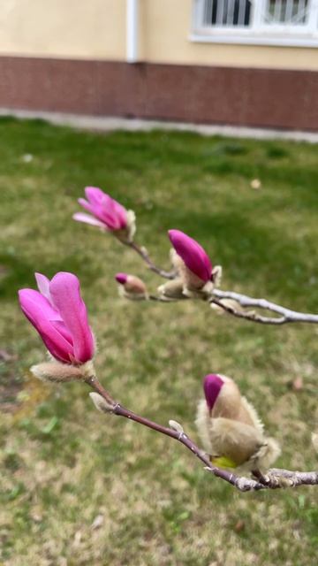 🌸 Весна в КЧГУ: время магнолий!