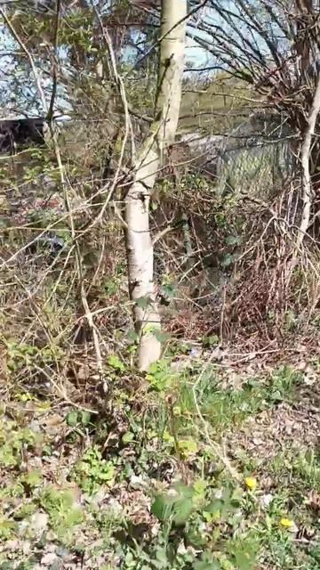 Дача во Франкфурте _06.04.2026