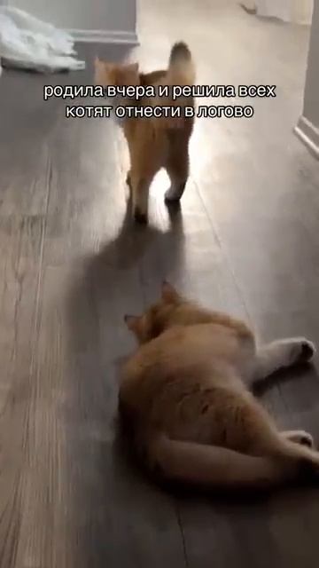 Кошка перепутала взрослого сына с котёнком