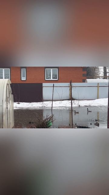 Дикие утки в огороде