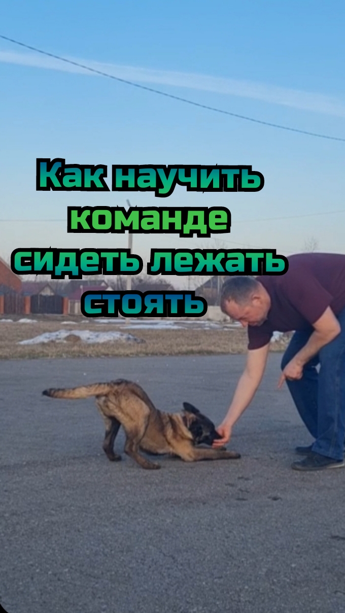 Как научить команде сидеть лежать стоять комплекс  #АлексейСаламатин #кинолог