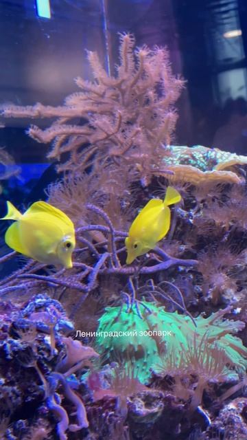 Аквариумы в Ленинградском зоопарке 🐟🐠🐡