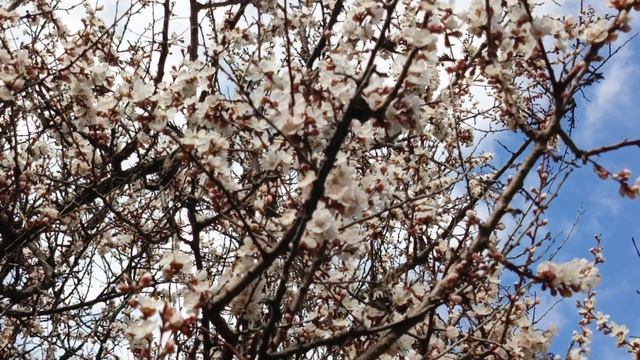 Абрикос цветёт! И пчёлы проснулись🐝