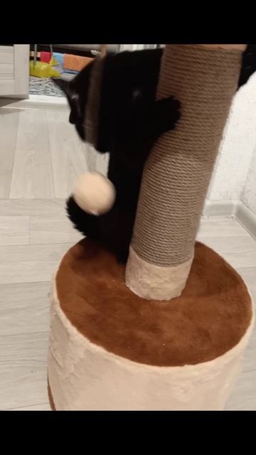 Я адекватный!