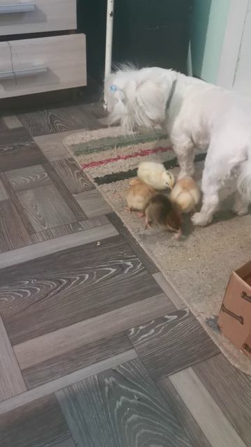 Малыши растут уже не поймать