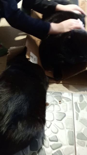 Домик-туалет - Коробка