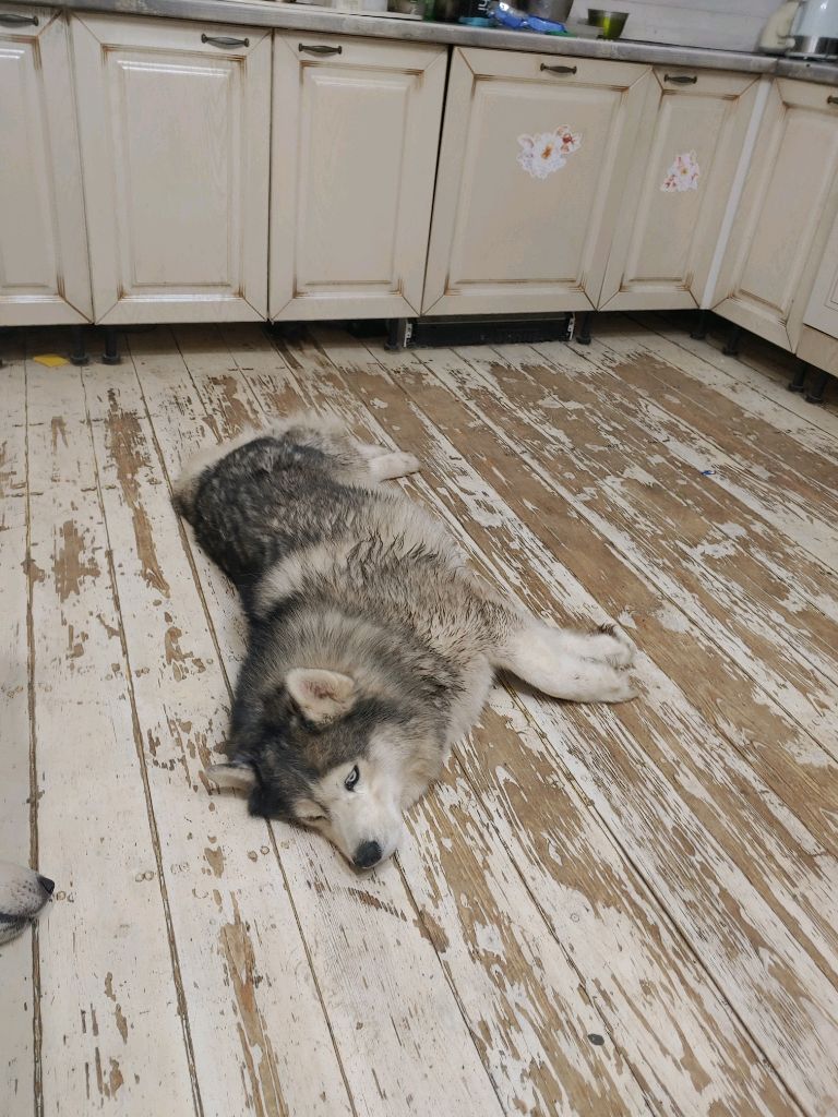 мокрые #хаски