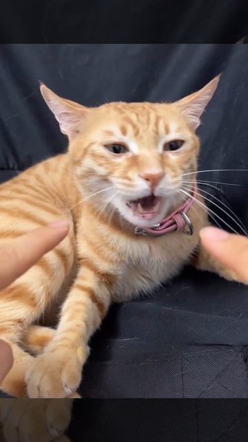 Сломали котика)))