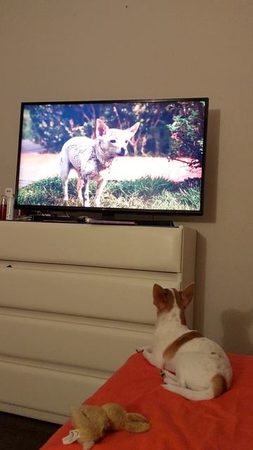 #Чихуахуа Реди❤️ЛЮБИМЫЙ ФИЛЬМ