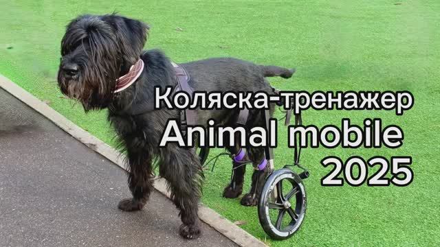 Коляска-тренажер для собаки.