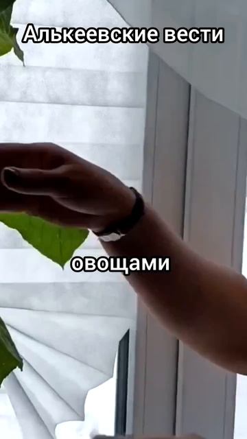 Огурцы на подоконнике