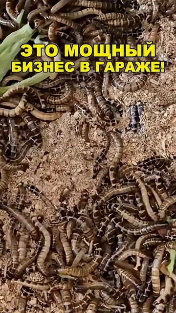 ВЫ НЕ ОСМЕЛИТЕСЬ ЗАПУСТИТЬ ТАКОЙ БИЗНЕС! Бизнес идеи! Бизнес 2026!