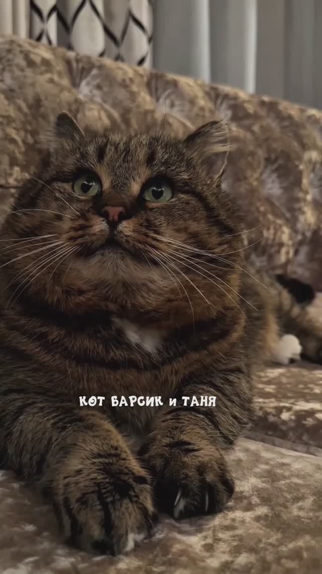 Маленькое пушистое счастье 03-04-2026