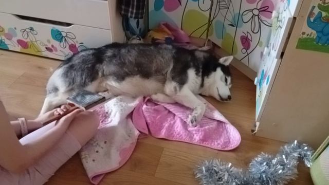 Annat вычёсоваем Сэму