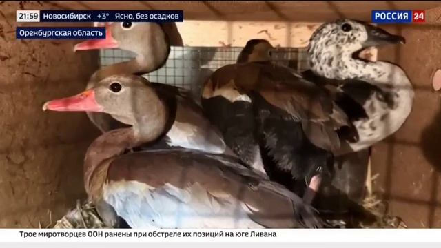 Телеканал «Россия 24», программа «Вести.Дежурная часть», 03.04.2026