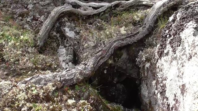 Как растут корни кедрового стланника ( Становой хребет )