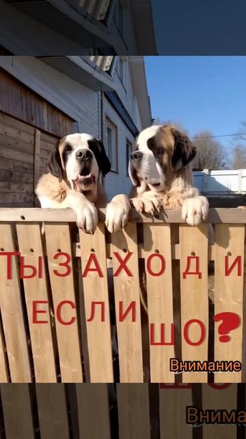 Щенки Сербернара, уже под 80 кг..