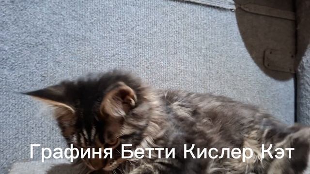 помет 15.12.2025 пара Алиса*Акела Кислер Кэт