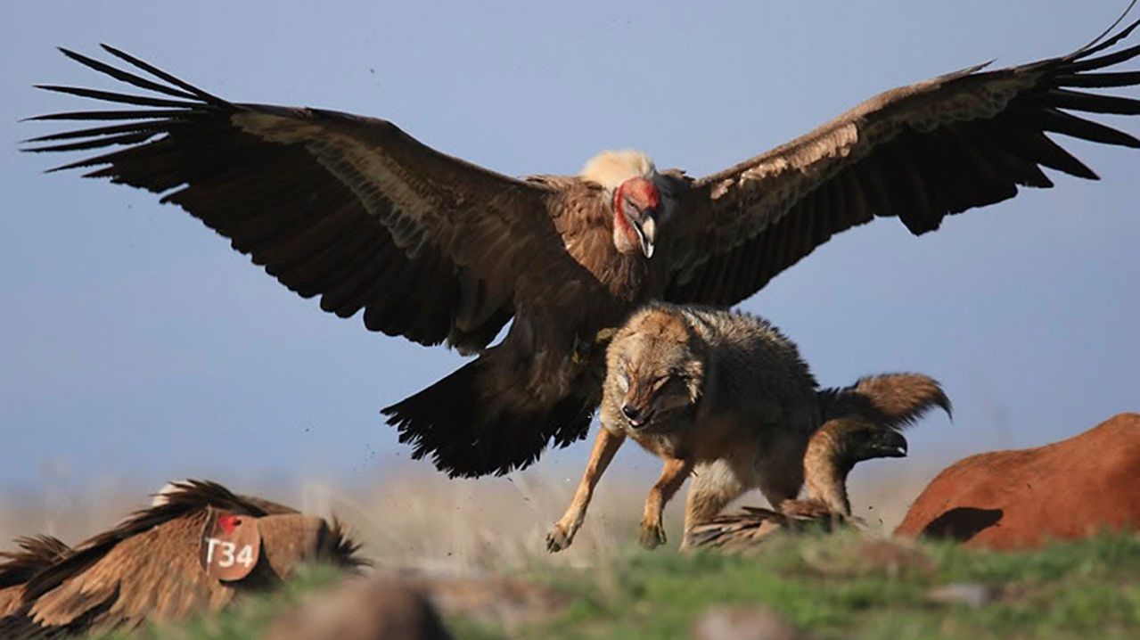 Птицы с самыми огромными крыльями!