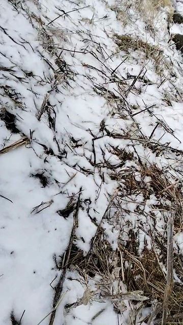 аномалия весной