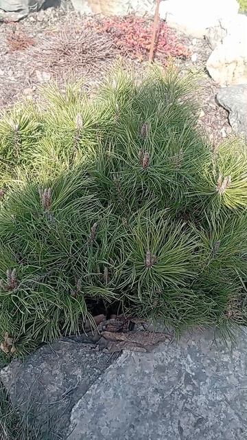 Сосна горная Винтер Голд 👍👍👍👍