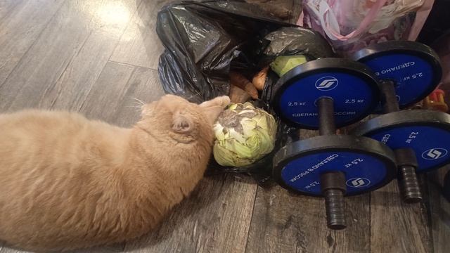 Яша и капуста