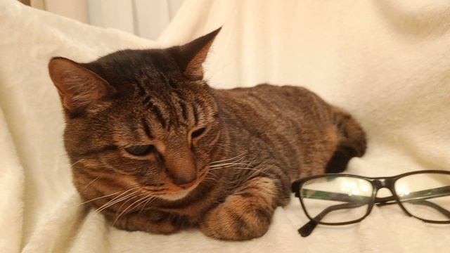 если бы КОТИКИ ходили в школу: самый обыкновенный день!