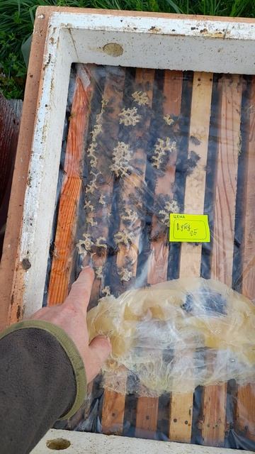 ПЧЕЛА ПОТИХОНЬКУ ДОБАВЛЯЕТСЯ 5.04.2026🐝#пасека #пчелы #пчеловодство #хобби