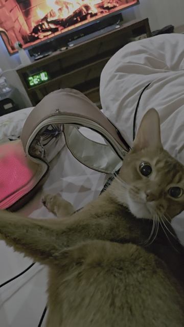 Абиссинец Бакс - Нужен массаж