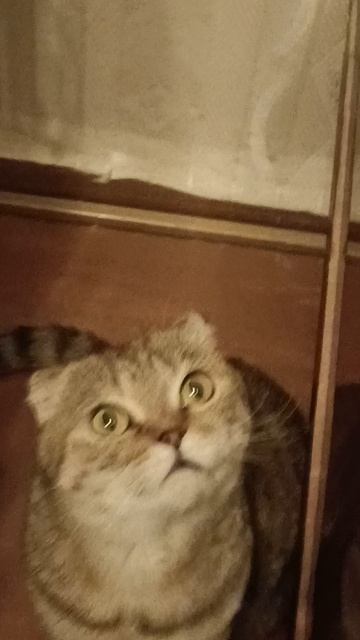 220.mp4 Пуся смотрит в верх.