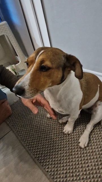 Собака обиделась...Прощения нет))