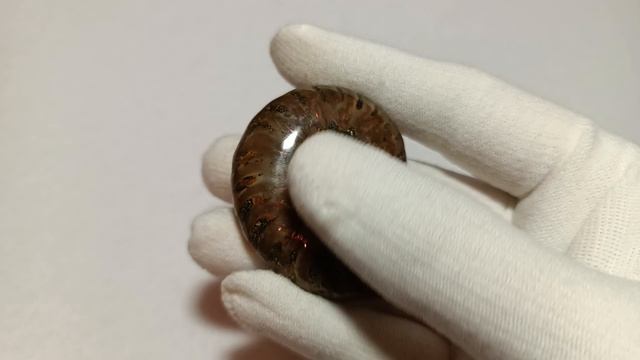 Аммонит. Мадагаскар.