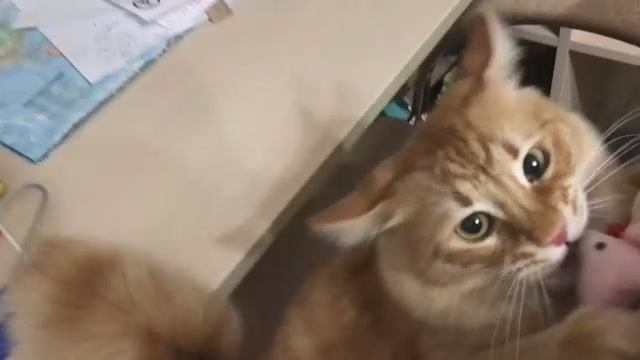 Кот Мурыш играется, но это не правильно.