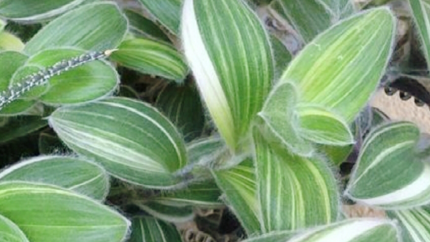 Традесканция Силламонтана вариегатная