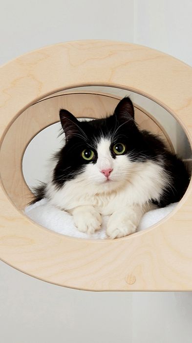 Я принёс тебе дохлую мышь))))