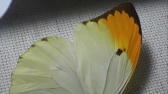 ИЗ МИРА: 216. Anteos menippe