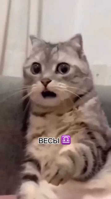 MOV_20260404_120706_434.mp4