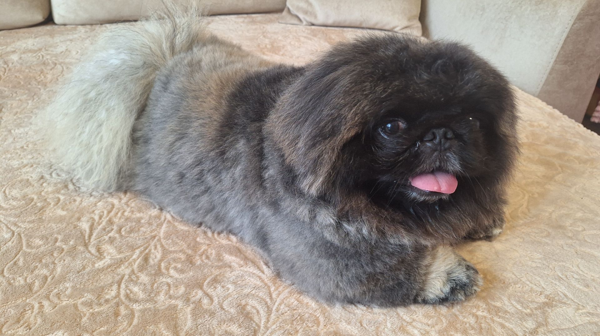 Пекинес Дендик после стрижки играется